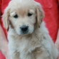 Zeus de cachorro